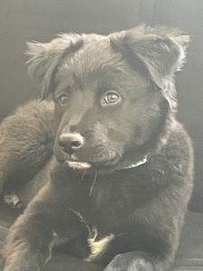 4 Month Old Flat Labrador Retriever Puppy