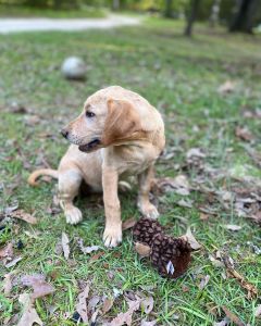 Labrador retriever puppies