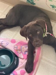 Chocolate Lab