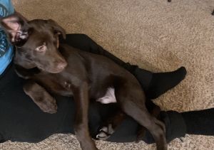 8 month old Chocolate Lab