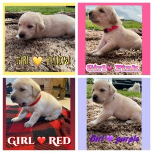 AKC registered labrador retrievers