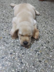 Labrador female puppy