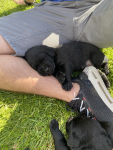 AKC Black Lab Puppiez