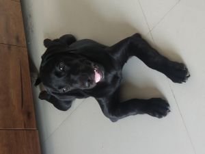 Sell black labrador retriever