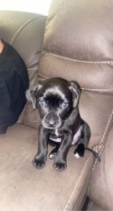 Black Female 6 weeks old