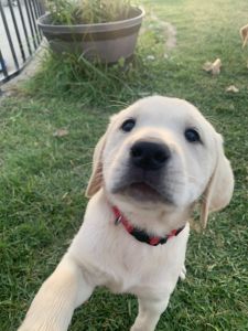 Akc registered lab puppies