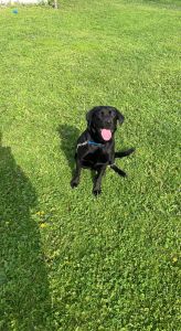1 year old pure bred Black Lab