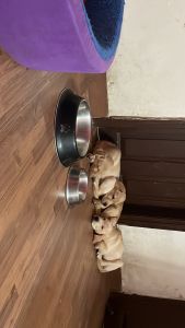 Labrador female available pure breed lower price