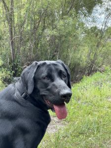 13 months old American Labrador