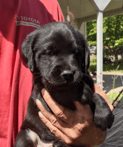 Black lab puppies