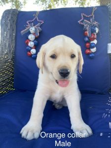 AKC labs ready for their new homes