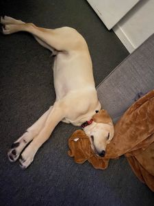 6 month Old Full Yellow Lab