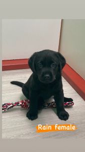 For sale puppies akc