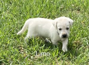 AKC White Lab Puppies