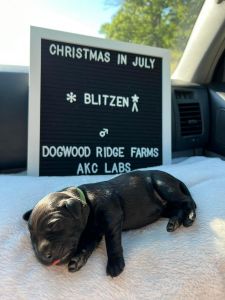 Full Blooded Lab Puppies