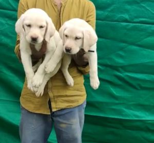 Lab puppies for sale