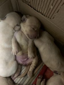 Labrador puppies for sale