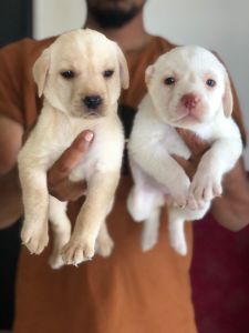 Labrador puppies
