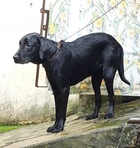 Black Labra,very sporty,intelligent,friendly,affectionate,a true famil