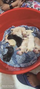 Pets hub Shakurpur delhi Anand vas delhi