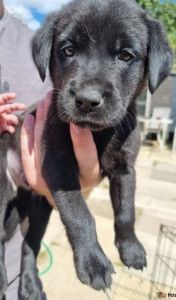 Beautiful registered labrador puppies for sale.