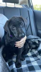 Rehome black labrador retriever puppy