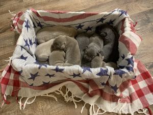 Silver and Charcoal Labs