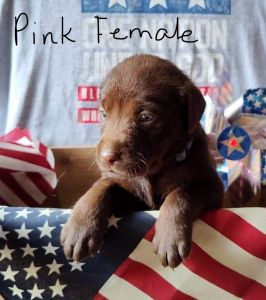 AKC Chocolate Labrador Puppies