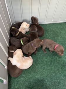 Baby Labs in PCB