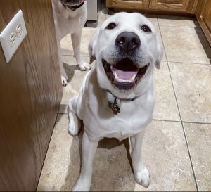 AKC registered English White Labrador