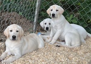 AKC LAb Puppies