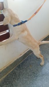 Labrador puppy 3 months