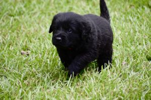 Labrador Retriever Puppies