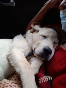 White 6 months old lab