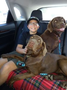 Chocolate Labs