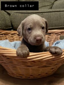 Silver labrador puppies