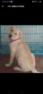 Male labrador for sale