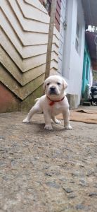 Happiness is a warm puppays