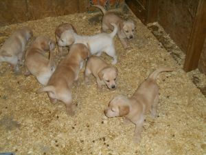Yellow Labrador Puppies