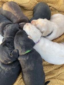 Labrador retriever puppies for sale