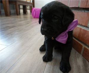 Gorgeous Labrador puppies for free