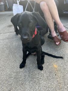 41/2 month black lab