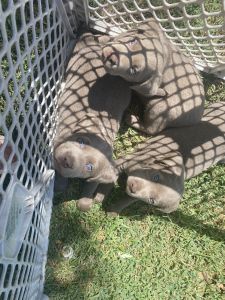 AKC Silver Labrador Retriever