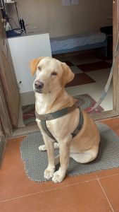 Look for new parents