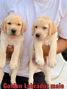 Very good quality puppy labrador sell call ***
