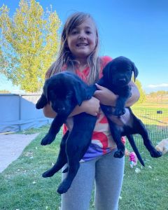 2 black male Labrador retrievers
