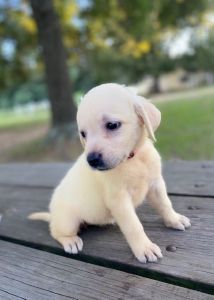 Female Yellow English Labrador Retriever