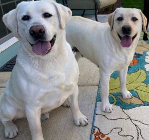 English Labrador Retrievers