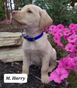 Harry Labrador Retriever