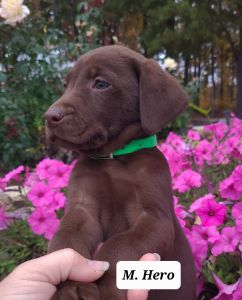 Hero Labrador Retriever